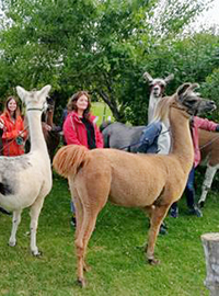3 Lamas warten auf die gemeinsame Wanderung