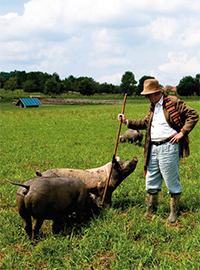 Bild Schweine auf Wiese zu Vortrag Gudrun Schweisfurth