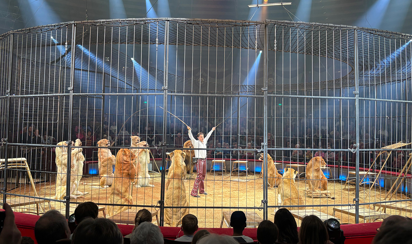 11 Löwenweibchen machen Männchen unter dem Dompteur Alexis Lacey-Krone