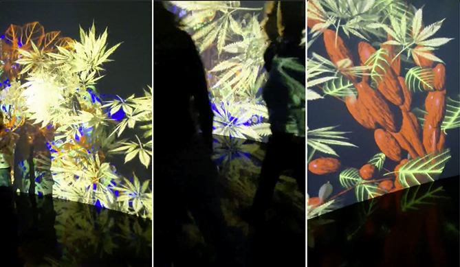 3 Ausschnitte aus einem endlos agierendem und sich veränderndem Pflanzenkosmos