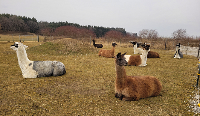Die Lamas ruhen sich aus und sitzen gemütlich auf der Wiese