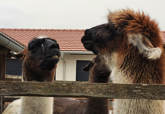 Zwei Lamas im Ziegespräch