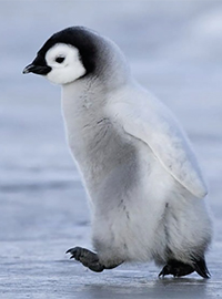 Foto eines jungen, flaumigen Pinguins in Nahaufnahme, der über das is watschelt