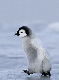 Foto eines jungen, flaumigen Pinguins in Nahaufnahme, der über das is watschelt