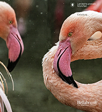 Nahaufnahme Flamingo Kopf und gebogener Hals