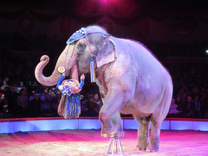 Die Elefantennummer im Zirkus Krone