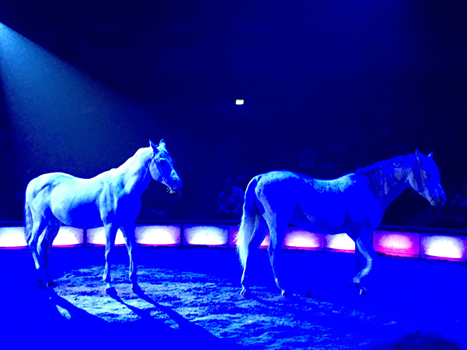 Zirkus Krone 2020_2 Schimmel im blauen Licht