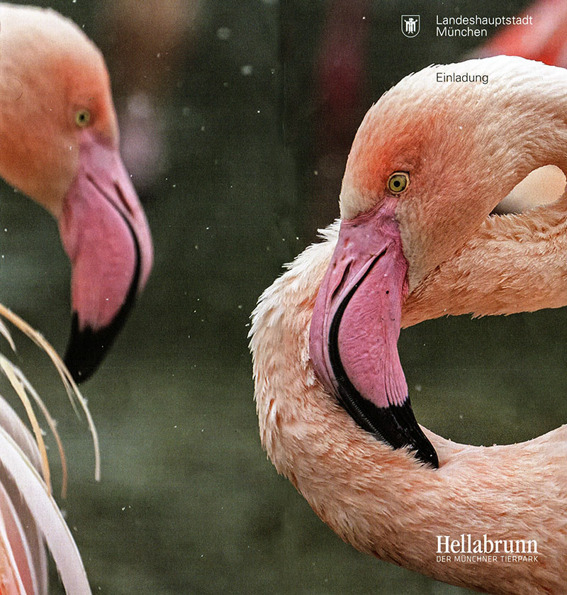Nahaufnahme 2 Flamingos blicken einander an